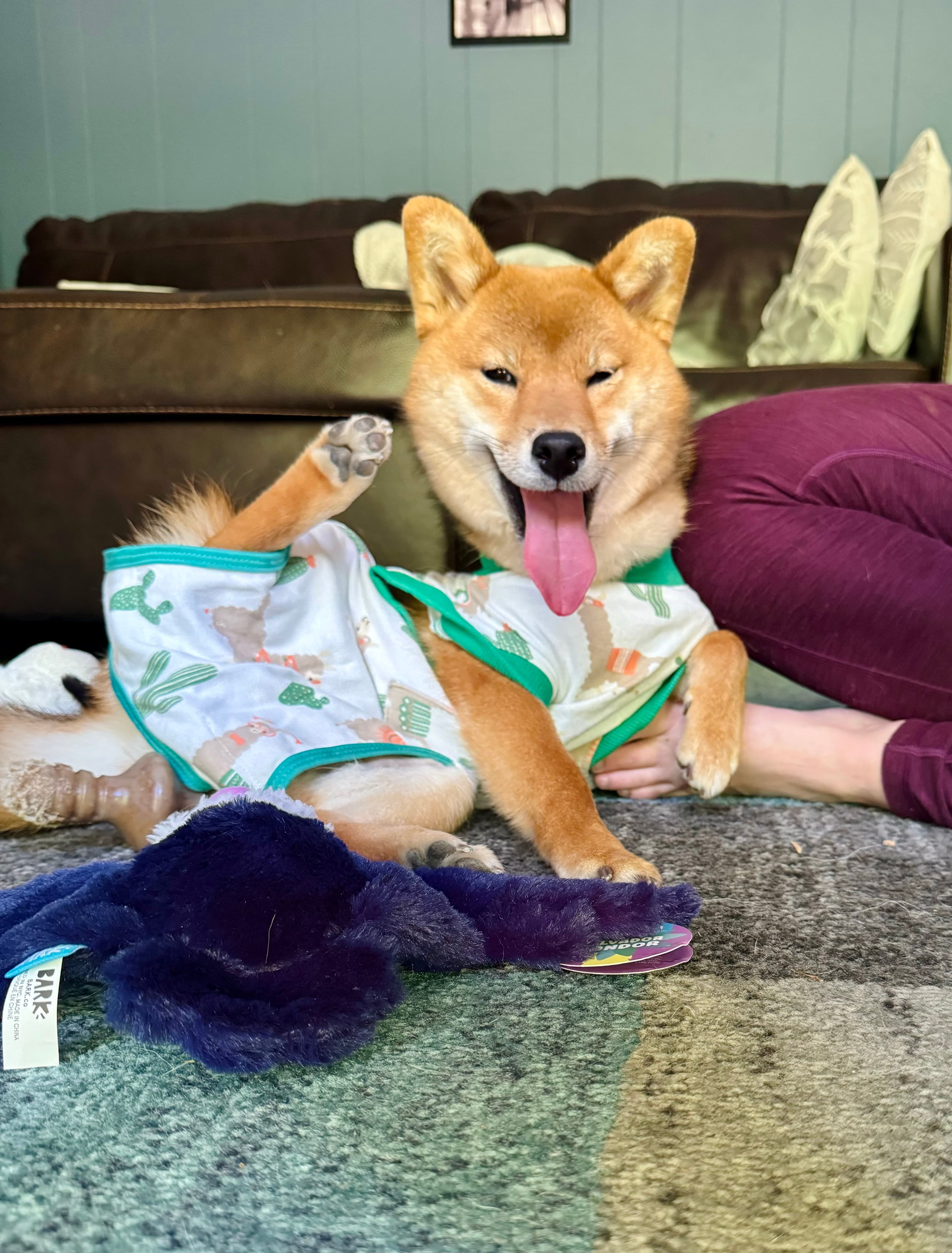 When to Spay or Neutor my Shiba, Conversation